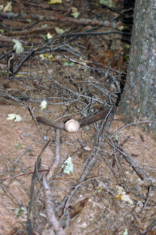 PASSIONE PER IL CERVO